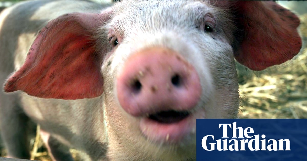 Pigs Can Be Trained To Use Computer Joysticks Say Researchers Animal Behaviour The Guardian Pigs Can Be Trained To Use Computer Joysticks Say Researchers Animal Behaviour The Guardian