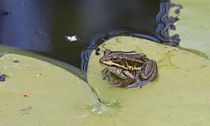 The northern pool frog, Britain’s rarest frog