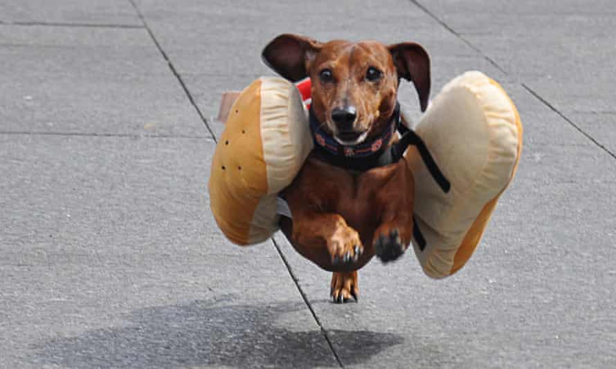 A Dachshund dog, dressed as a hotdog.