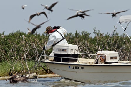 A bird rescue team captures a pelican covered in oil from the spill for cleaning on Cat Island in Barataria Bay in June 2010, near Grand Isle, Louisiana.