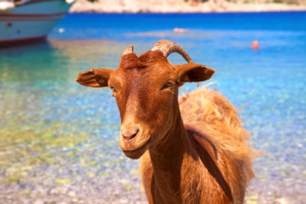 Brown goat by the sea