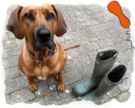 Sabine Wiesel's wellies and dog