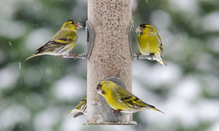 Siskins