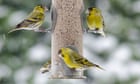 10 brilliant birds to spot in Britain this winter - and where to find them