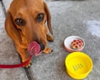 I didn’t plan on a sausage dog but McKenzie nudged me back to hope | Debbie Elkind
