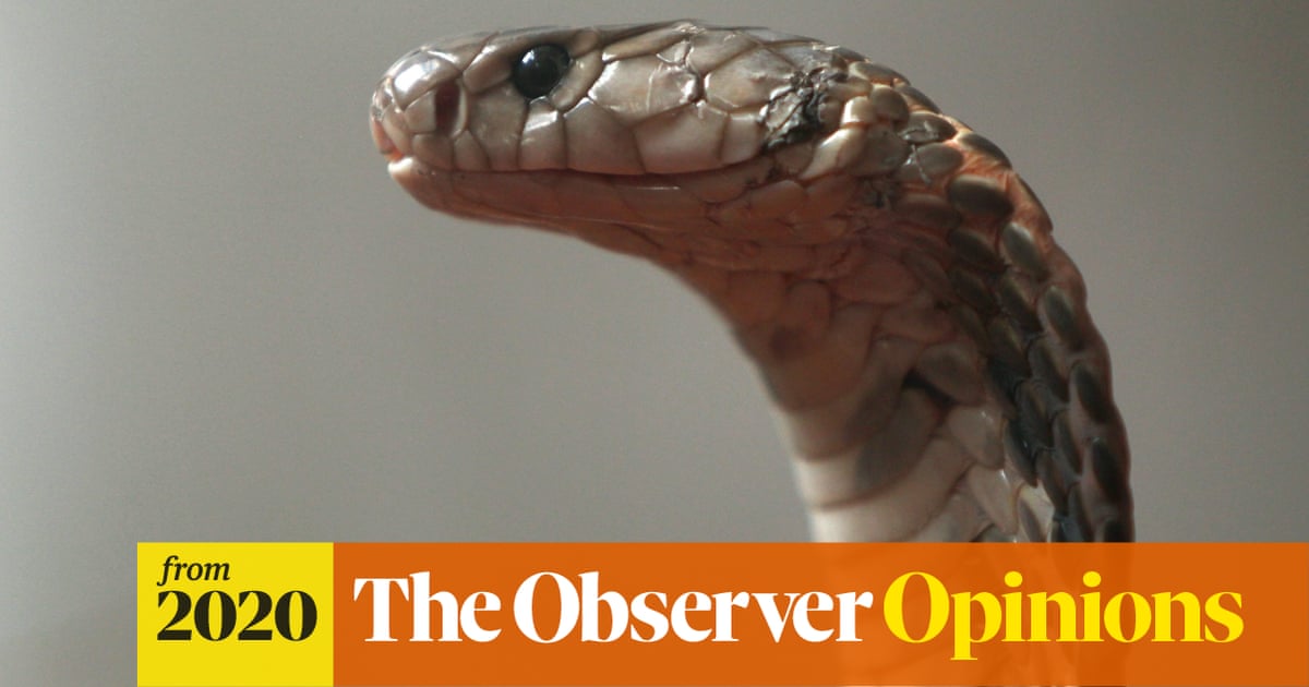 Голова змеи фото Голова змеи фото