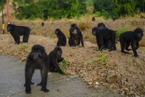 Um rebanho de macacos negros de Sulawesi (Macaca tonkeana) à espera de transeuntes para fornecer alimentos no trecho da estrada Trans Sulawesi, regência de Parigi Moutong, Sulawesi Central