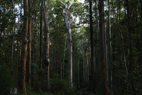 The Bulga state forest