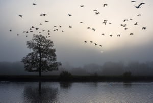 Nottinghamshire, UK: Canada geese fly over a misty River Trent near Gunthorpe
