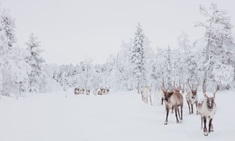 Reindeer herd north of Inari.