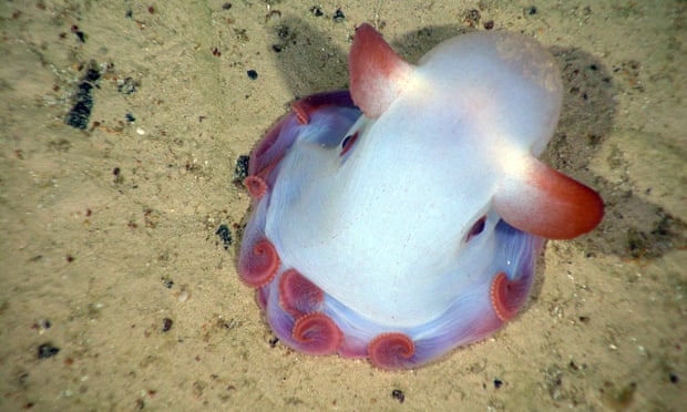 Living dumbo octopus Grimpoteuthis sp. with fins as the would be elephant ears. Photo by Fisheries and Oceans Canada / Rex Features ( 1214079aa )