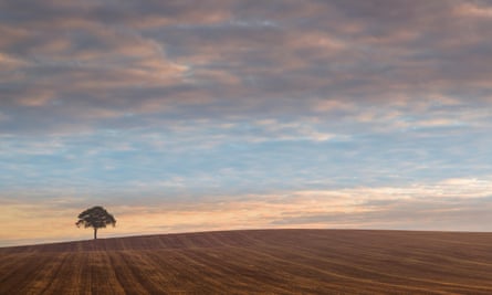 A lone tree on agricultural land in Warwickshire.