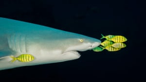 Golden Travellies swim shark, Bistro, Beqa Channel, Fiji