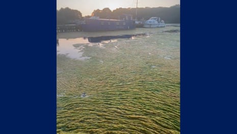 Toxic algae bloom devastates UK's largest freshwater lake – video