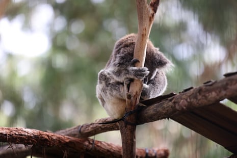 The most affected species from land clearing for mining purposes is the koala, which was listed as endangered in February across multiple states.
