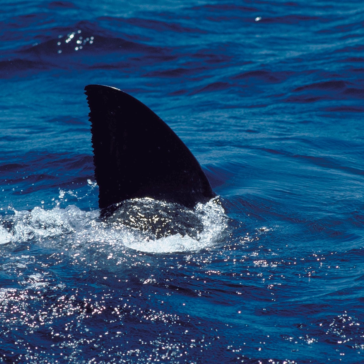 Surfer Survives Attack By Four Metre White Shark At Bunker Bay In Western Australia Sharks The Guardian
