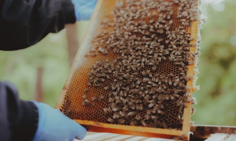 Bees in a hive. Varroa mite was detected at the Port of Newcastle on Friday, prompting NSW to issue an emergency order to restrict bee movements.