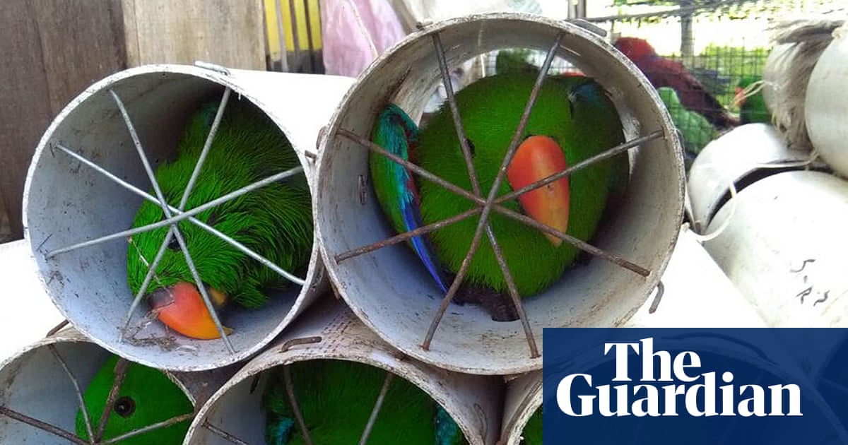Wildlife trade involves twice as many species as thought, study finds