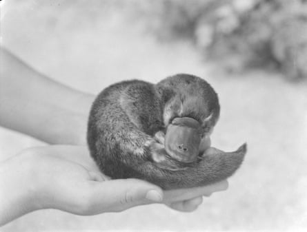 A baby platypus cupped in two hands