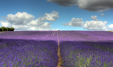 Hitchin Lavender, Hertfordshire: ‘Kids will be in awe of the ...