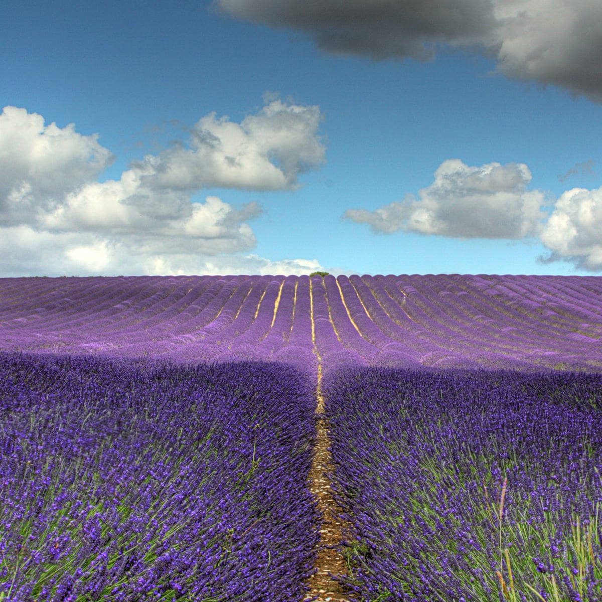 Hitchin Lavender, Hertfordshire: 'Kids will be in awe of the surroundings' – review | Day trips | The Guardian