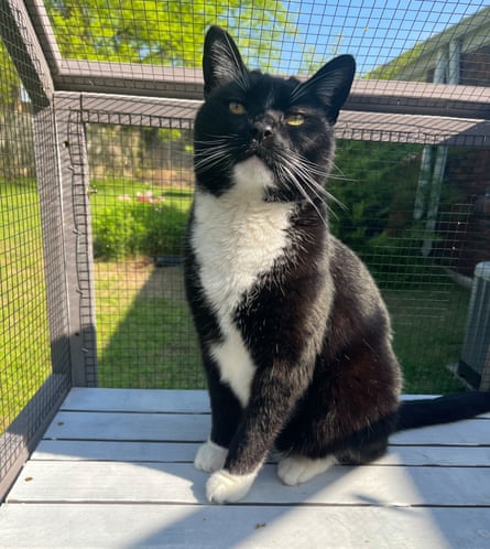 A cat in an Aivituvin catio cat enclosure.