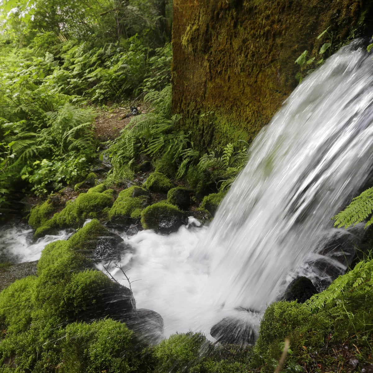 the fight to stop nestle from taking america s water to sell in plastic bottles water the guardian the fight to stop nestle from taking america s water to sell in plastic bottles water the guardian