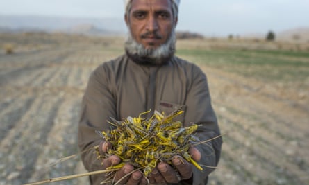 A farmer whose wheat crop was wiped out by locusts in Balochistan province