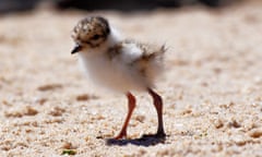 Hooded plover chick.
