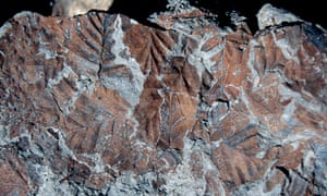 Leaves of the extinct southern beech (Nothofagus beardmorensi) found at Oliver Bluffs, in the Transantarctic mountains, Antarctica. 