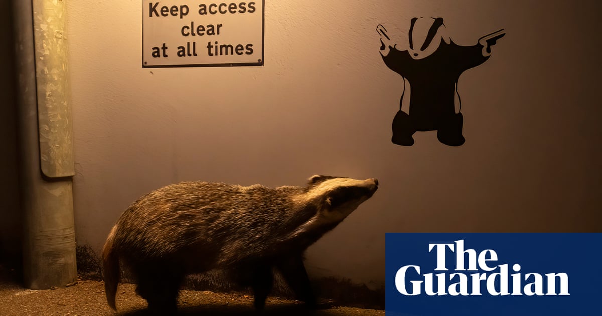 Badger admiring art wins wildlife photographer of the year public vote | Wildlife photographer of the year Badger admiring art wins wildlife photographer of the year public vote | Wildlife photographer of the year