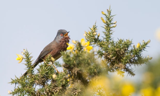 A Dartford warbler.
