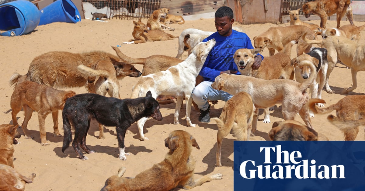Pet rescue in Gaza: one man’s mission to care for abandoned animals