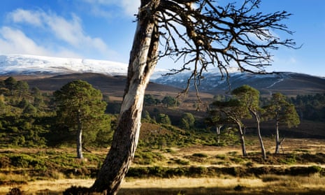 Scots pine in Glen Feshie, Scotland