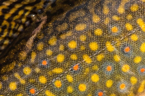 A closeup of the colourful pattern of yellow, red and blue spots on the skin of a male brook trout.