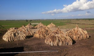 Stacks of 105 tonnes of ivory in Nairobi National Park, Kenya. On 30 April Kenyan President Uhuru Kenyatta will set fire to the ivory in a public ceremony in order to put it out of economic use.