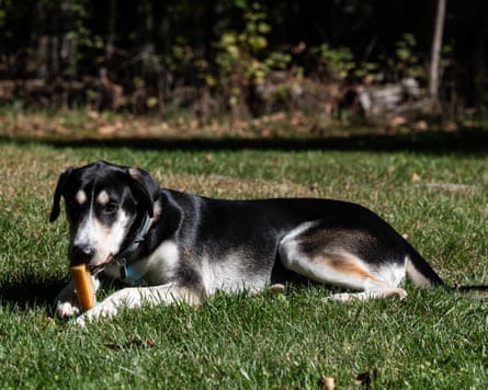 A dog with a Himalayan Dog Chew and Himalayan Large Bonehead