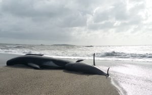 Beached pilot whales, west coast of New Zealand’s South Island. Some 38 whales were found stranded at the mouth of the Okuru river, just south of Haast.
