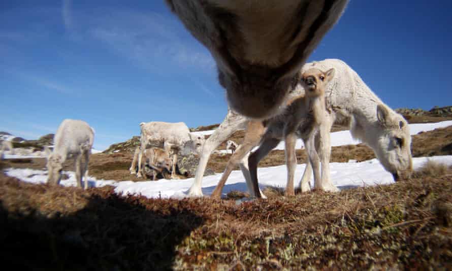 Clean energy schemes have reduced reindeer habitats by up to 40%