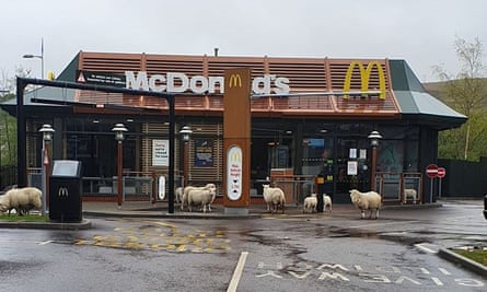 Sheep visit McDonald’s in Ebbw Vale, Wales.