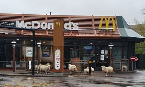 Sheep explore a McDonald’s restaurant in Ebbw Vale, Wales.