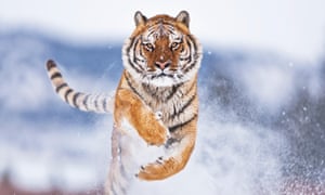 The Amur tiger: in the 1930s, just 20-30 animals remained.