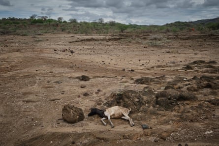 A dead goat in an arid brown landscape