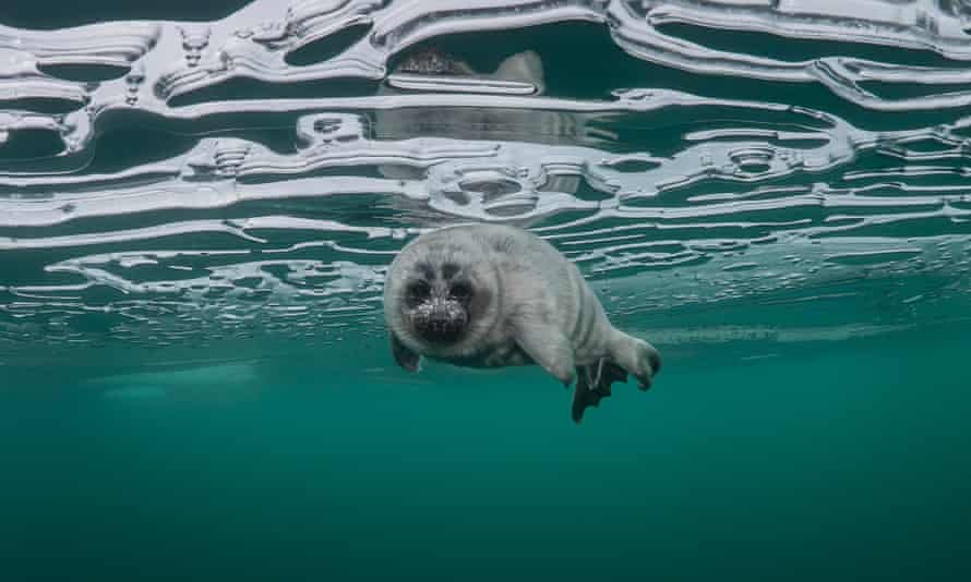 As bolhas de ar na superfície do gelo são sinais da respiração de nerpa, provavelmente da mãe desta jovem foca