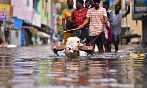 People use a bullock cart to cross a flooded street following heavy downpour.