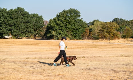 A woman walking her dog through the sunburnt grass on Wimbledon Common in the bright morning sunshine.