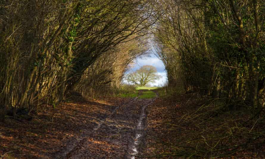 The path through Corn Bill Coppice.