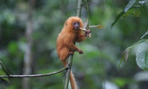 Once thought to be extinct, the golden lion tamarin is a translocation success story