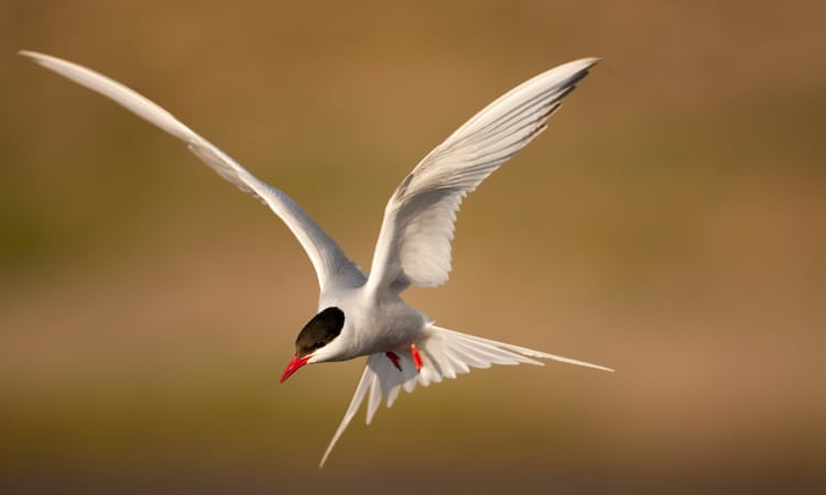 National Trust records ‘alarming’ drop in insects and seabirds at its sites National Trust records ‘alarming’ drop in insects and seabirds at its sites