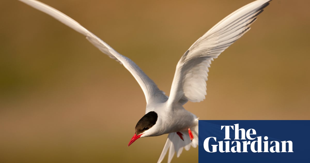 Astonishing journeys': online tool tracking migratory animals highlights challenge of protecting them